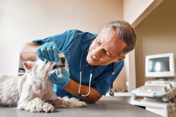 Best Emergency Gum Treatment in Gunnison, UT